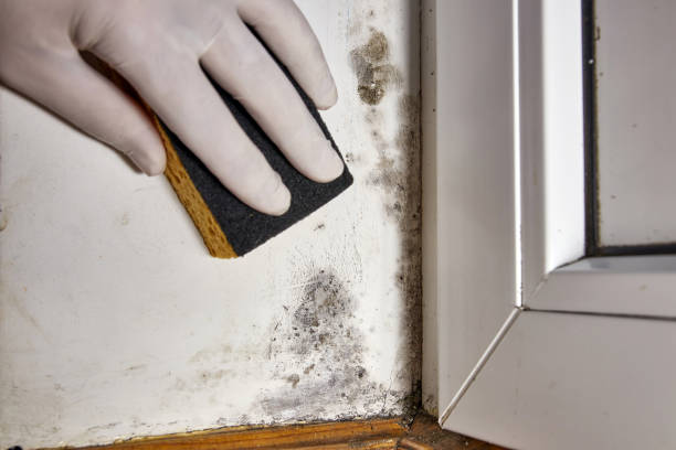 Best Post-Remediation Verification Testing  in Mirrormont, WA